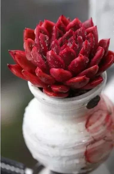 多肉的蚧壳虫怎样彻底消灭,多肉小黑飞和蚧壳虫用什么药