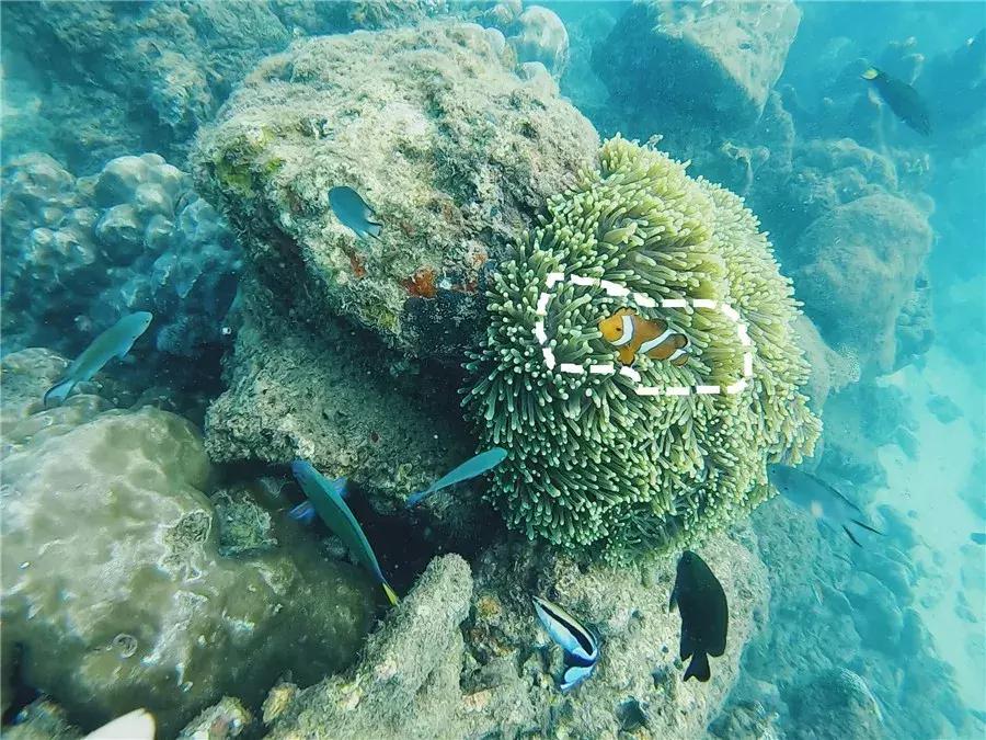 马来西亚适合游玩的岛,马来西亚阳光大海