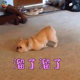 犬阿狄森病临床表现,狗狗得了阿狄森病的原因