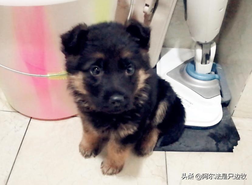 边牧如何减肥才更健康科学,德牧吃什么增高增肥快一点