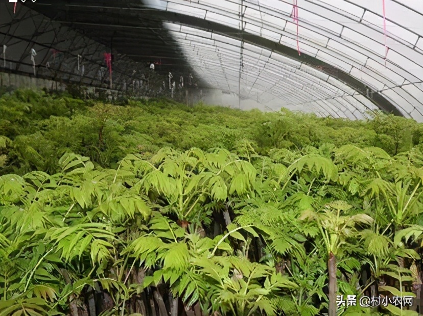 2021农村创业养殖有什么好项目,2020年农村种养殖创业项目