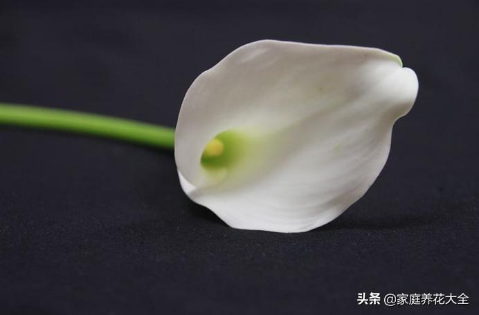 马蹄莲手动开花它还会自己开花吗,马蹄莲有毒吗毒性多久发作