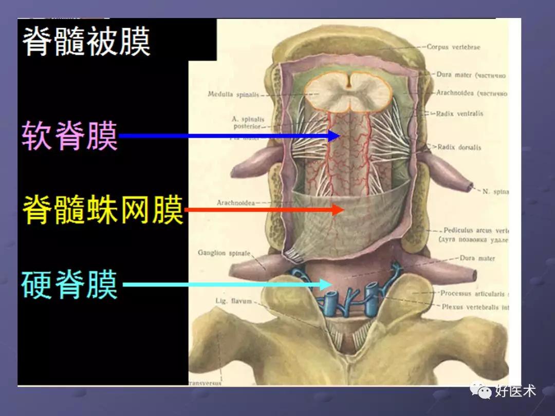 脊柱mri有哪些特点,乳腺疾病的mri诊断及鉴别