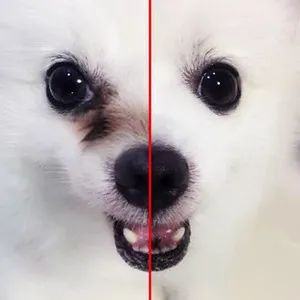 狗狗有泪痕可以用氯霉素眼药水吗,狗狗泪痕的有效处理方法