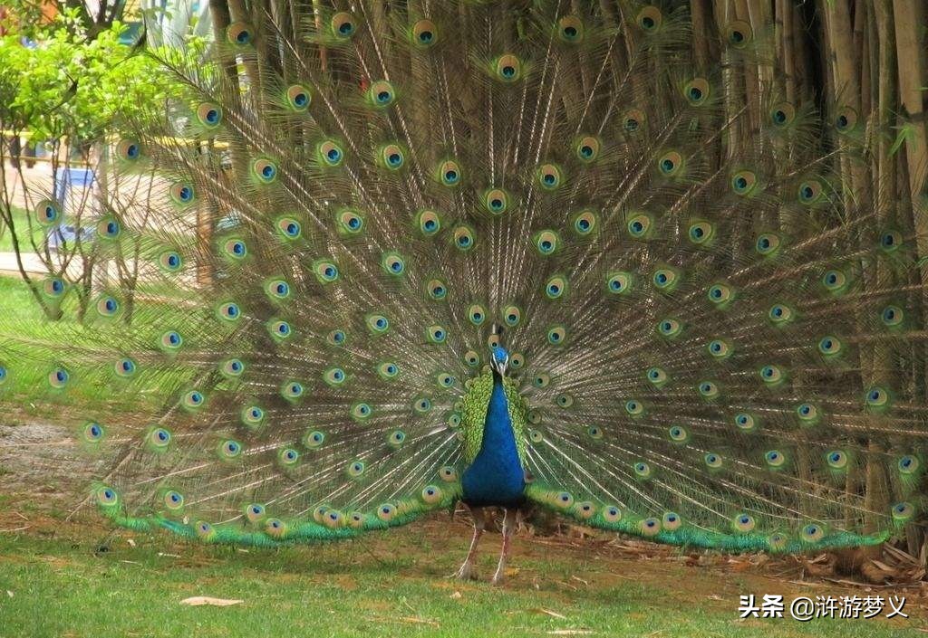 常见但是说不出名字的动物,六种不常见的鸟