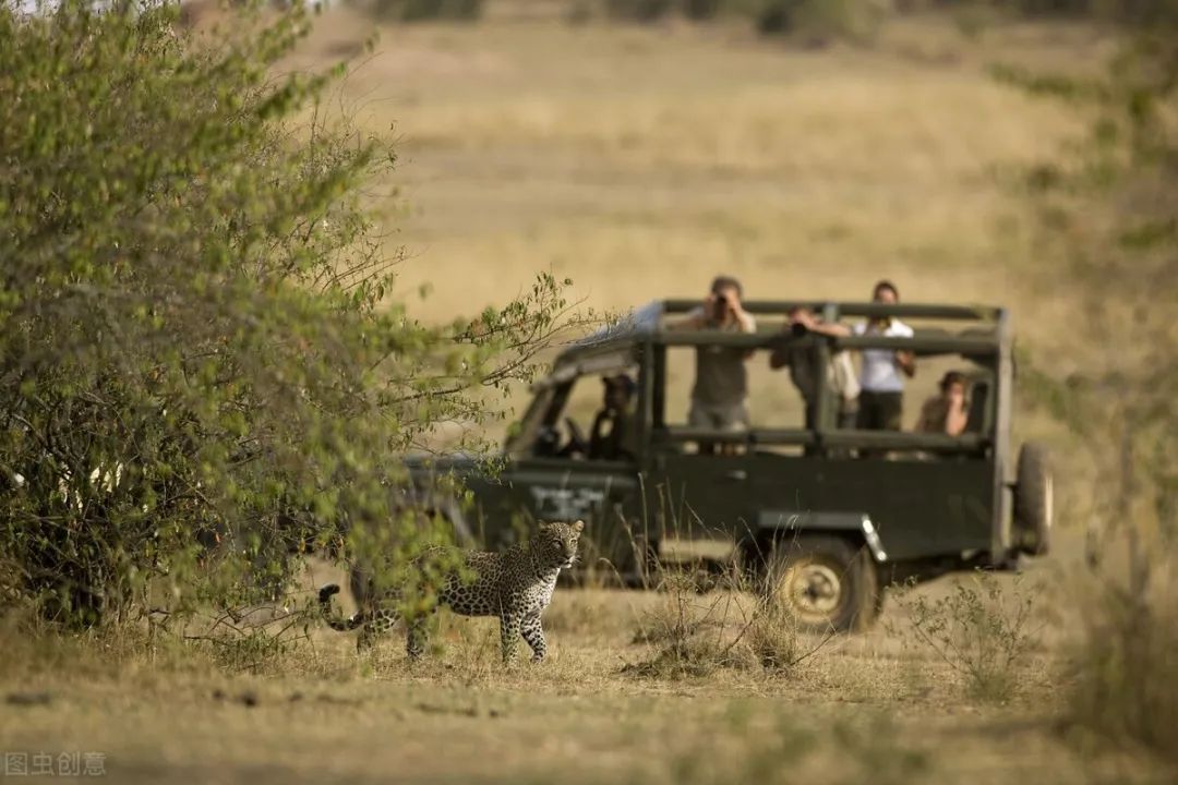 金钱豹被犬咬死,第二条金钱豹被狗咬死