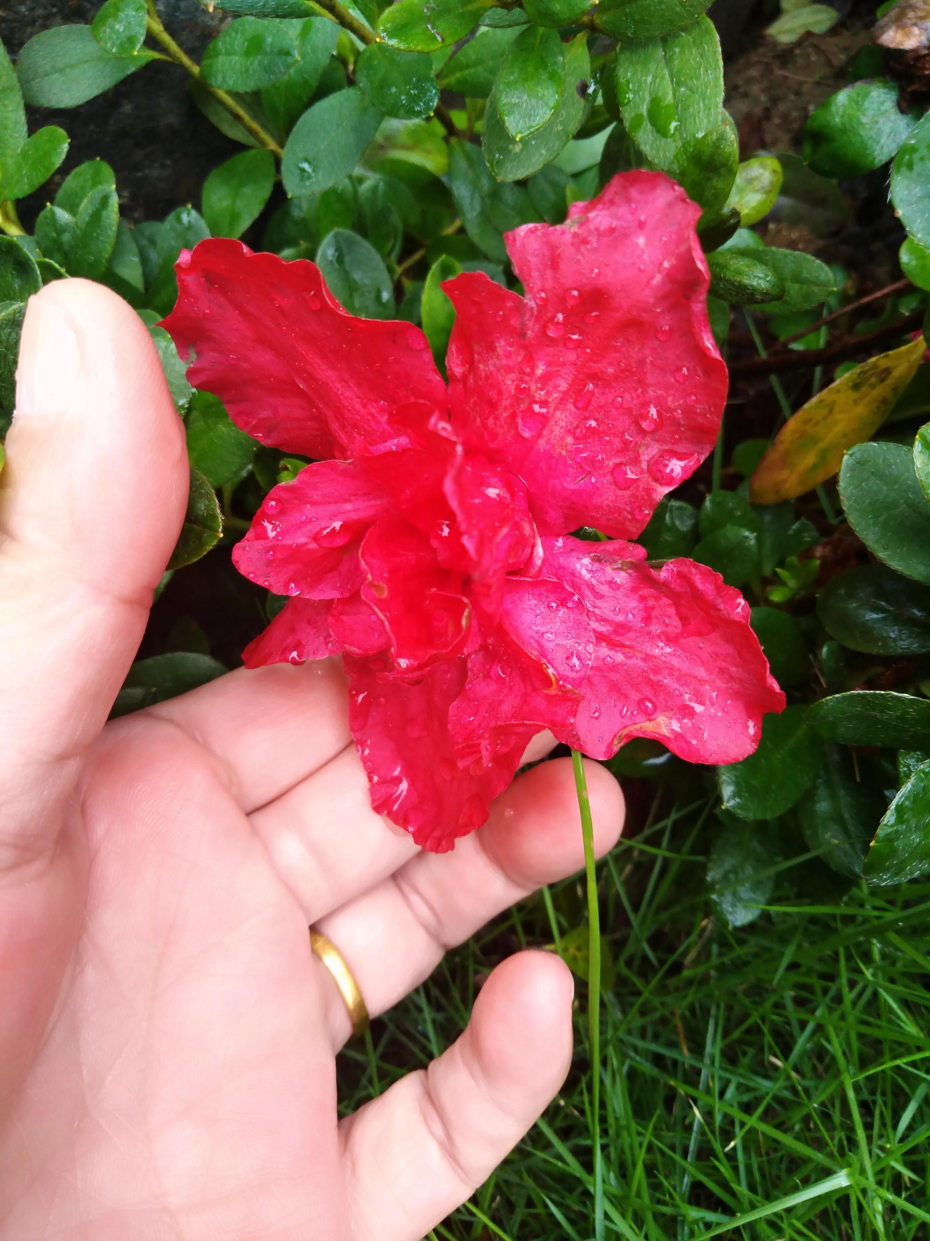 嘴长毛短浅含膘,嘴长毛短浅含膘是什么生肖