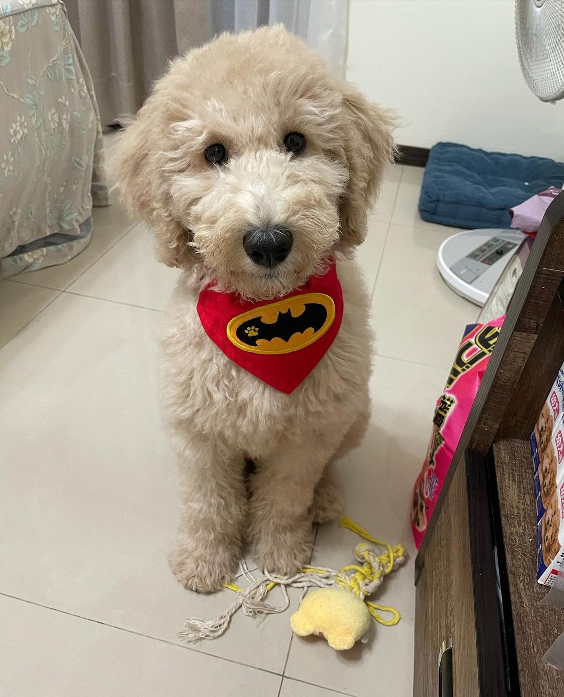 家里两只巨型贵宾犬,巨型贵宾犬发疯