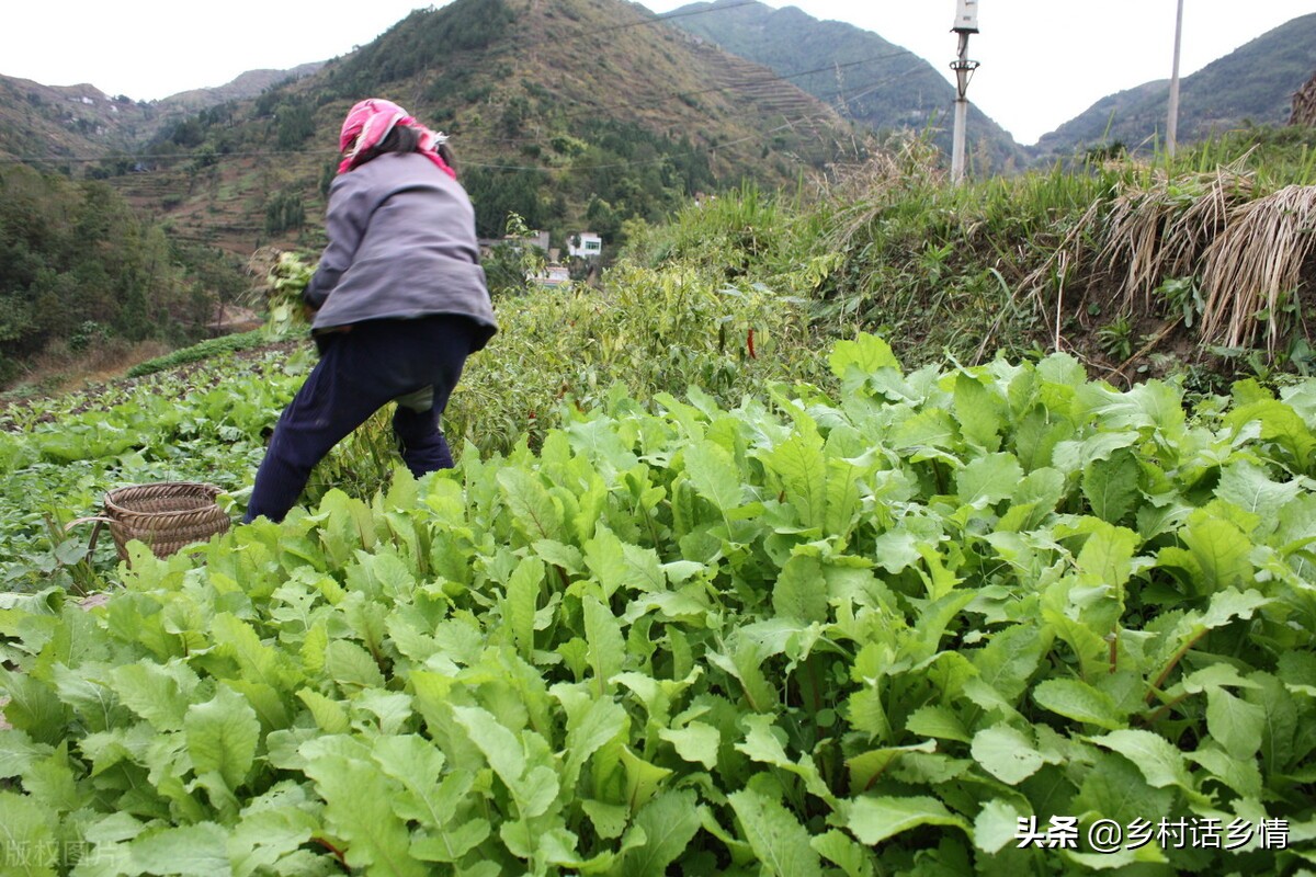 家里留下来的种菜方法，啥化肥也不用施，蔬菜高产还好吃