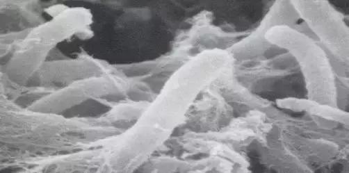 增强肠道免疫力的营养品,提高水产免疫力的产品