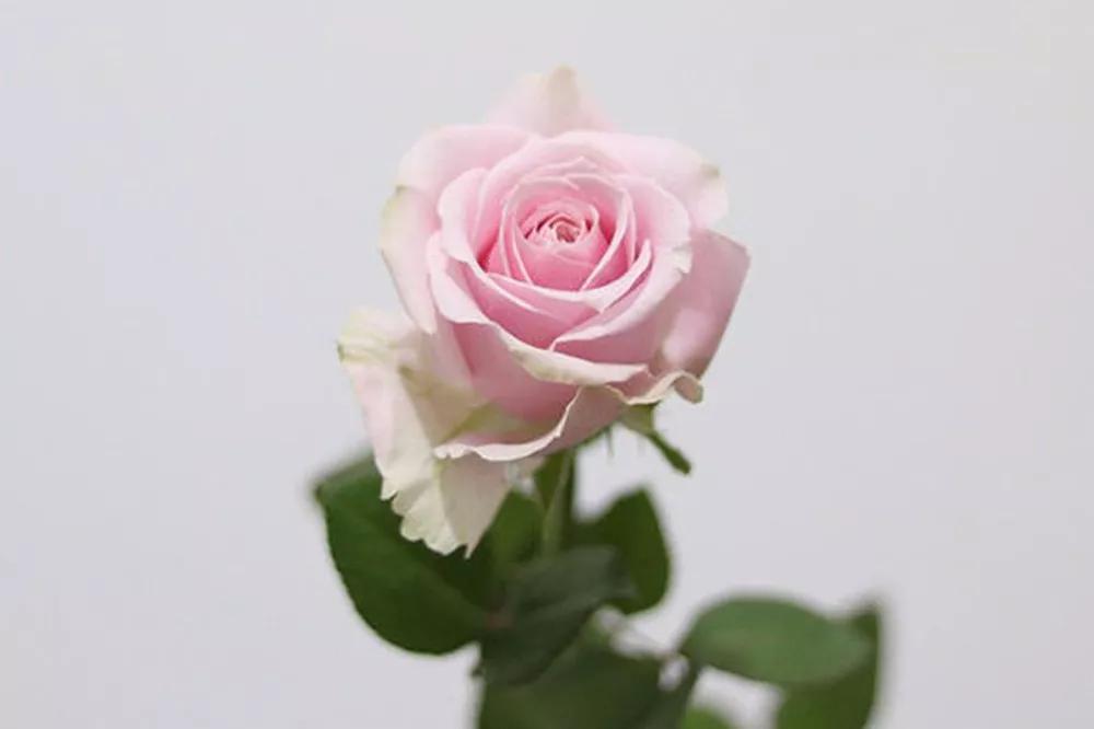 花店必备的5款玫瑰,鲜花图鉴一次性认识30种玫瑰花