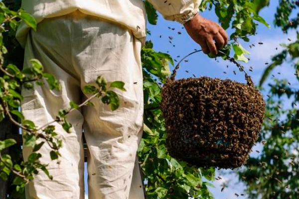 新手养蜂入门要掌握哪些知识技能,初学养蜂要了解哪些养蜂知识