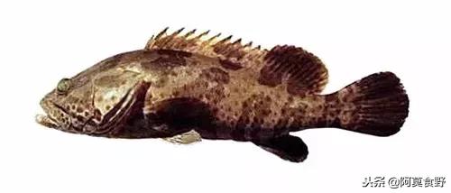 便宜常见海鲜鱼有哪些,各种名贵鱼的种类