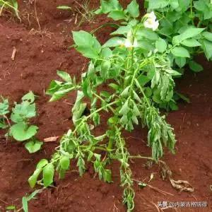 马铃薯豆角病害图谱,马铃薯病害图谱大全