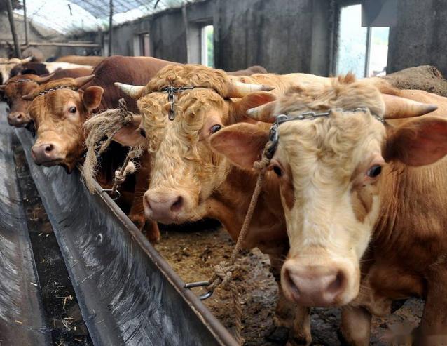 牛消瘦了怎么办,牛食欲下降的处理方法
