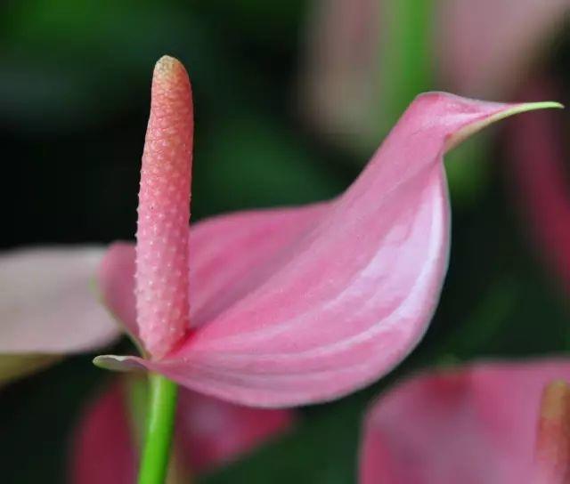 红掌怎么养才会开花越多,怎么让红掌叶绿花红