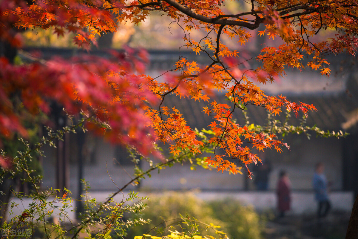 江南的秋天,温柔诗意,漫步姑苏城感受岁月静好,人间值得
