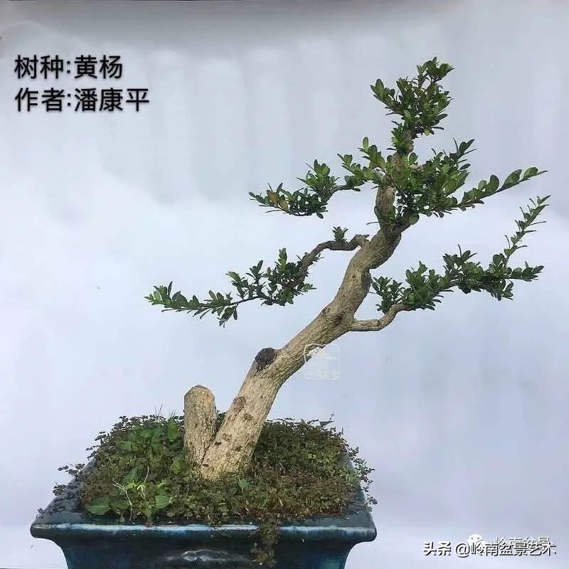 广东的盆景有哪些,适合广东玩的盆景