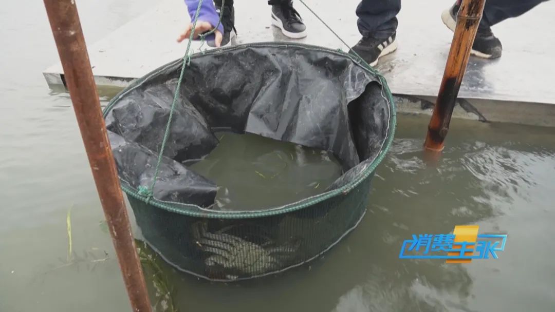 阳澄湖大闸蟹捕捞现场,大闸蟹捕捞现场