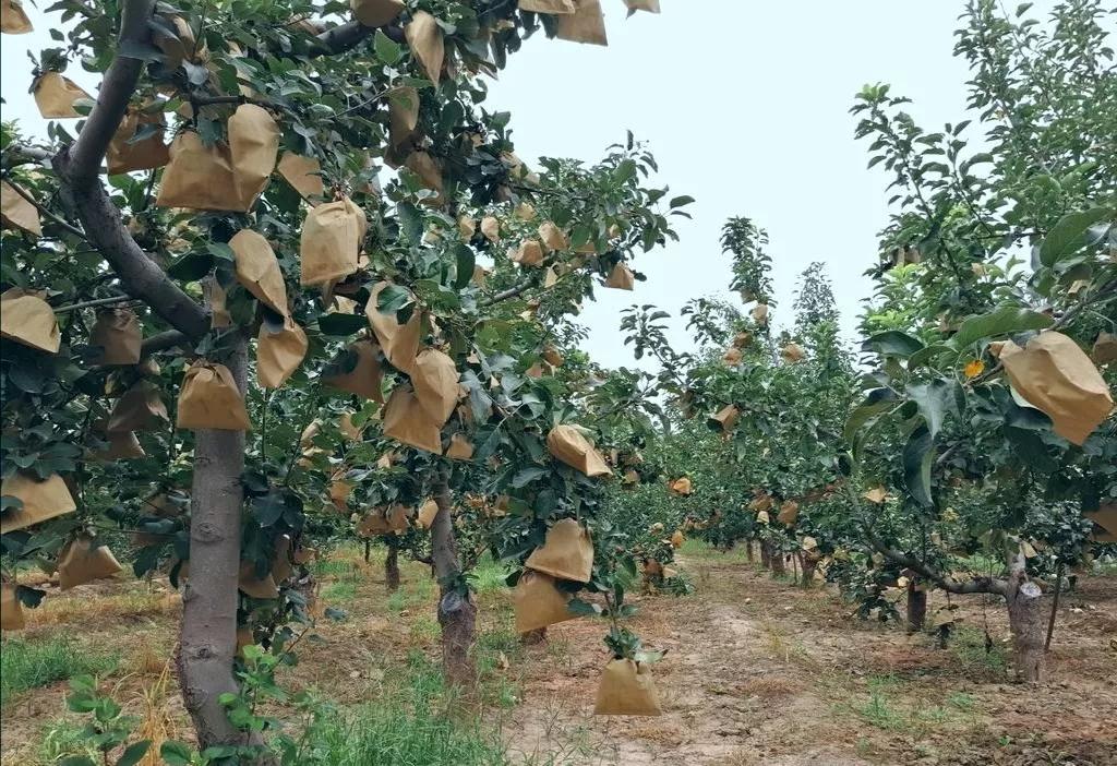 高山脆甜富士,美味富士品种介绍