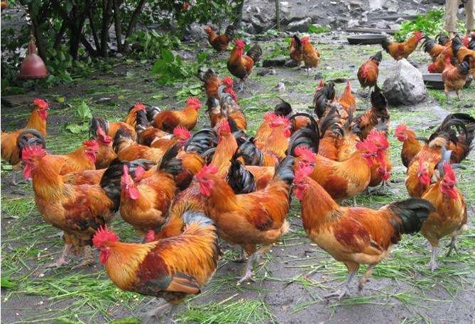 农村养鸡技术与方法详细讲解,养鸡怎么养降低成本的技巧