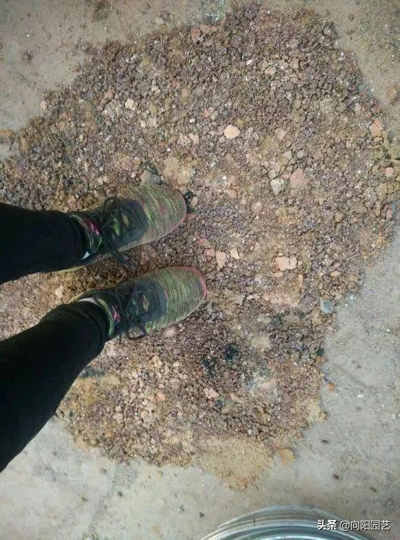 蜂窝煤可以当多肉颗粒土使用吗,蜂窝煤煤渣和松针土养多肉的效果