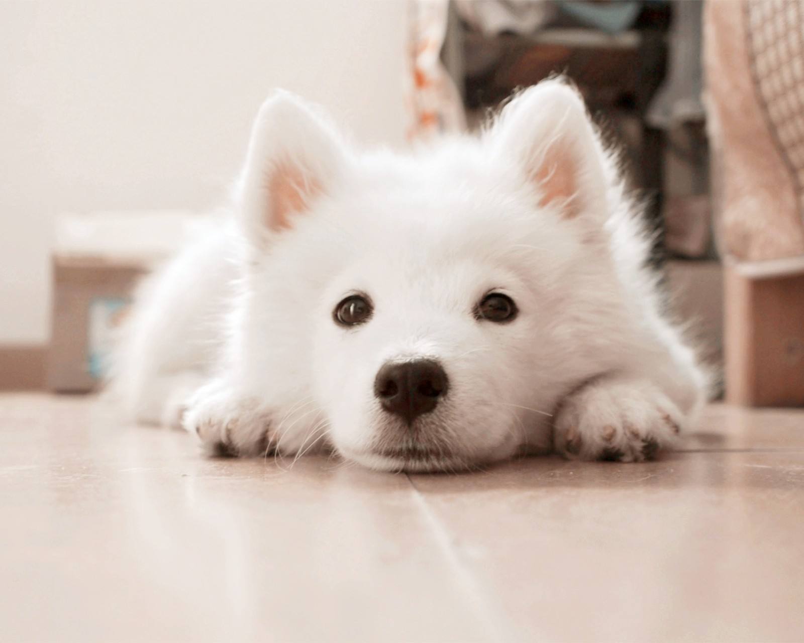 萨摩耶掉毛太厉害怎么办,萨摩耶掉毛非常严重怎么办