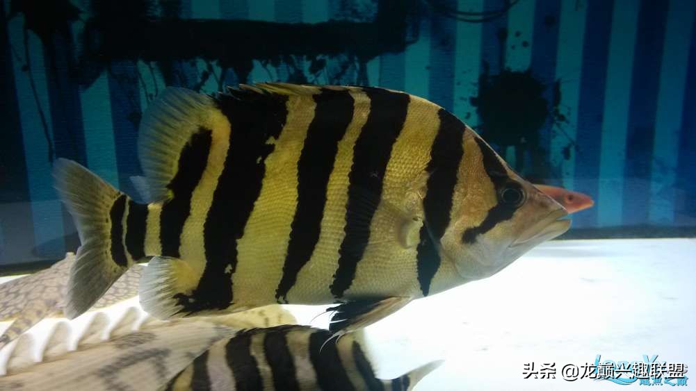 泰国虎鱼和中国虎鱼区别,三纹印尼虎鱼与泰虎鱼的区别