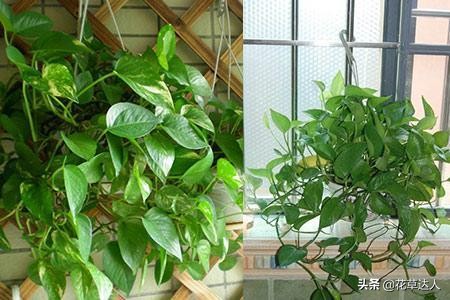 绿萝的养殖方法和注意事项详解图,养绿萝只需加几粒它绿萝疯长