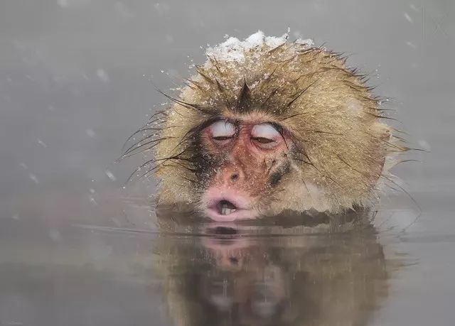 没有孵过混堂的上海冬天，是不完整的