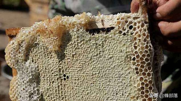 越冬时蜜蜂喂白糖水好还是不喂好,越冬蜂蜜喂蜜蜂的正确方法