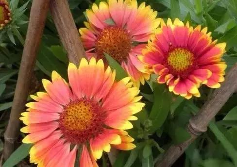 各国国花展示视频,各国国旗国徽国花