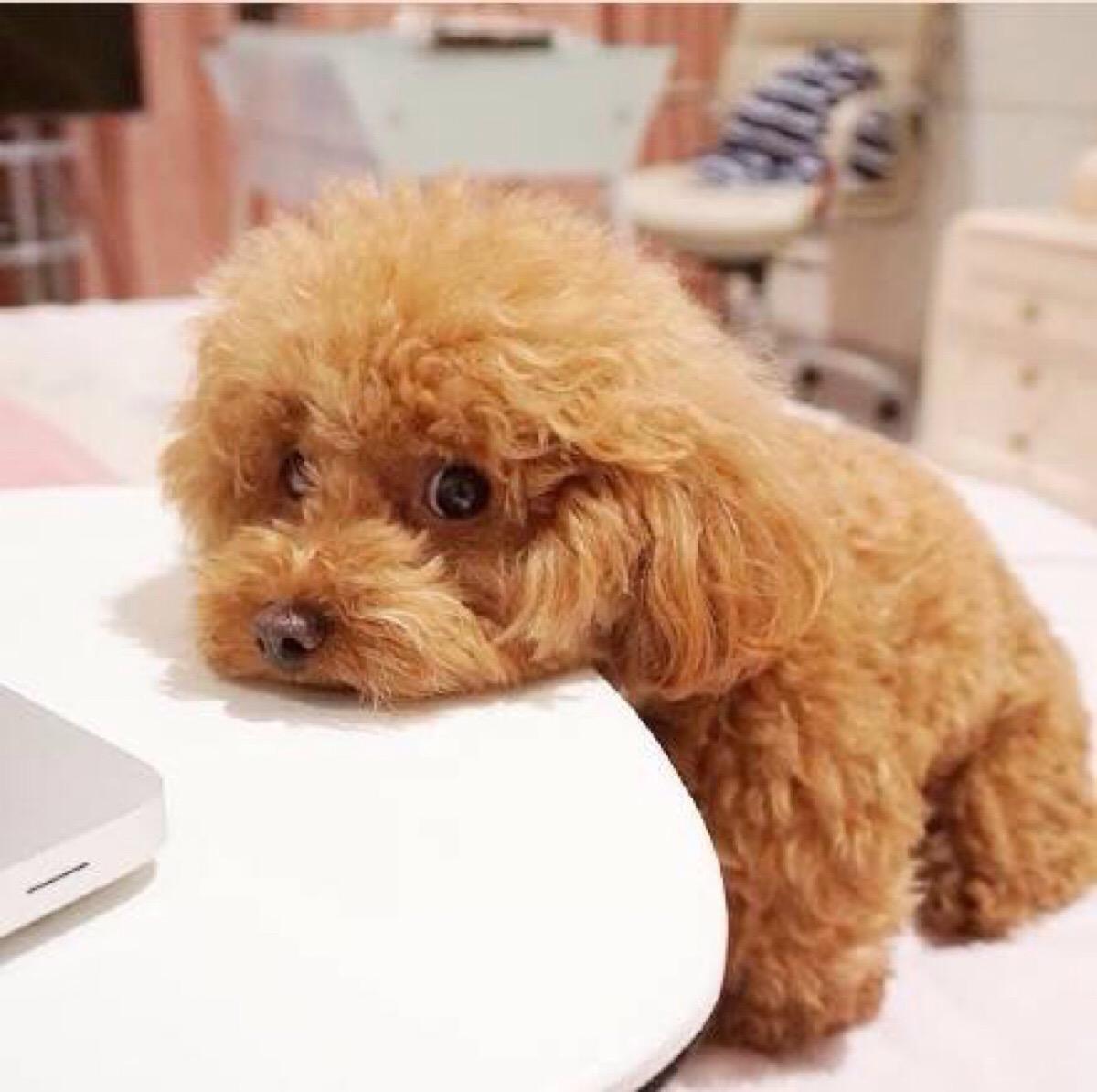 泰迪犬口臭怎么办,泰迪犬口臭怎么解决