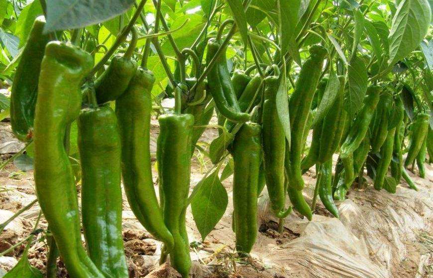 辣椒结果后长虫怎么办,辣椒各生长阶段病虫害防治