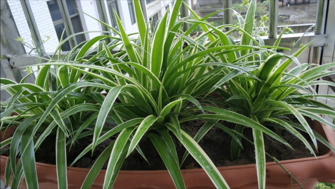 金边吊兰的金边消失,金边吊兰叶子变淡是什么原因