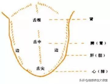 面诊鼻诊图解大全,中医舌诊面诊耳诊的好处