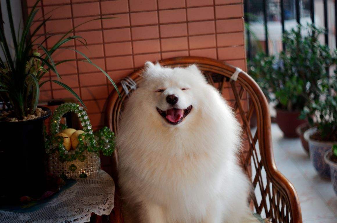 萨摩耶七个月的狗狗拉稀怎么回事,萨摩耶总是拉稀是怎么回事