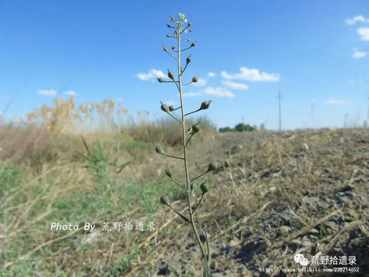 荒野拾遗录,荒野拾遗录完整
