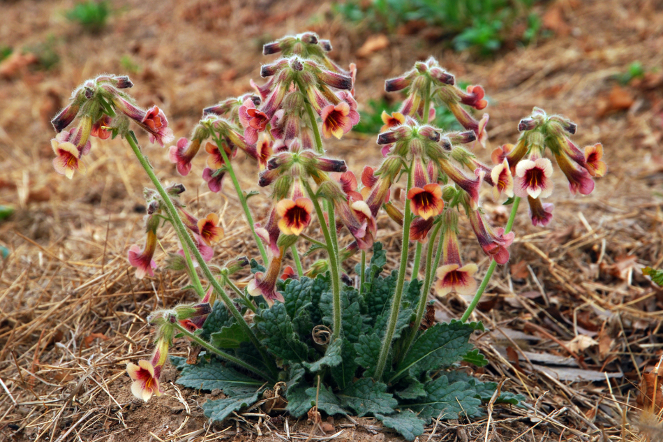 小时候经常见又叫不上名字的植物,一些常见的能吃的植物名称