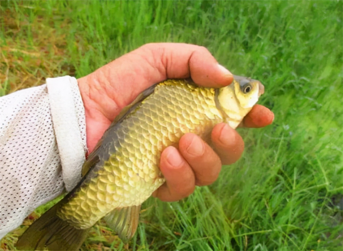 买鲫鱼和鲤鱼有什么区别,买鲫鱼大的好还是小的好