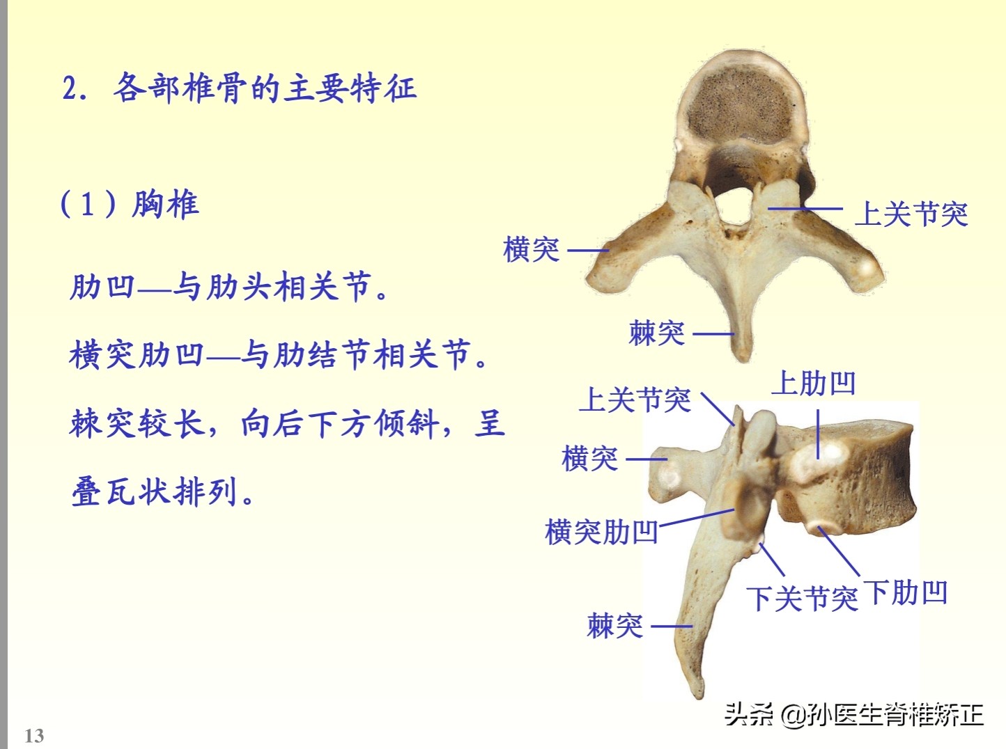 解剖学基础ppt完整版,人体系统解剖学ppt完整版