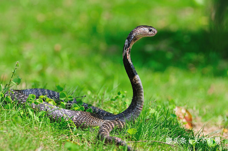 蛇为什么不怕饿,蛇为什么生命力这么强