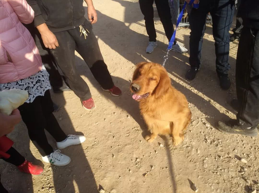 金毛小狗狗出售200元,网上卖小金毛