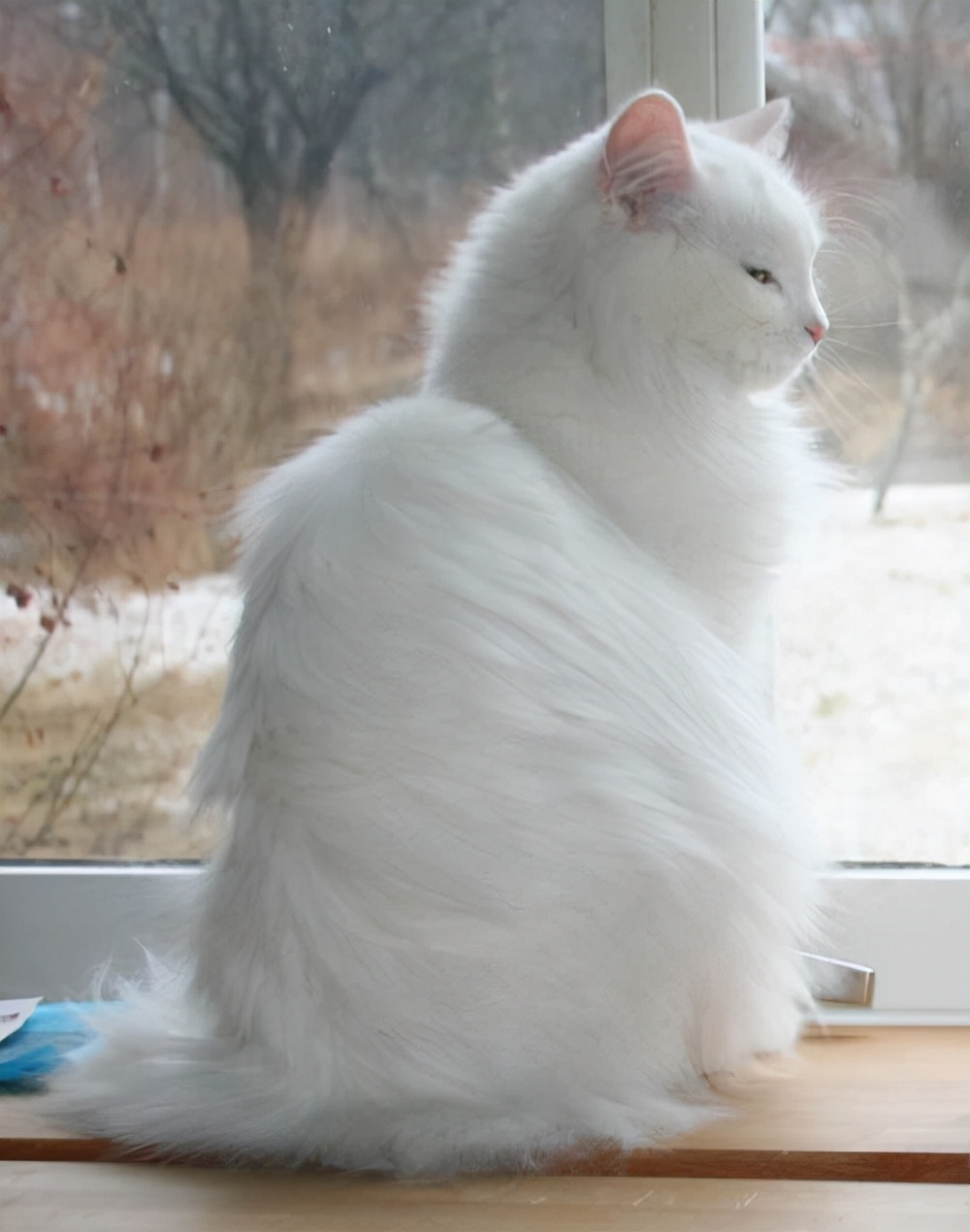 中华田园狮子猫多少钱一只,中华田园猫狮子猫蓝色眼睛