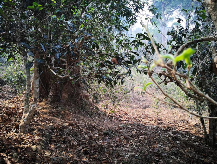 好茶分享南糯山熟普,南糯山的好茶