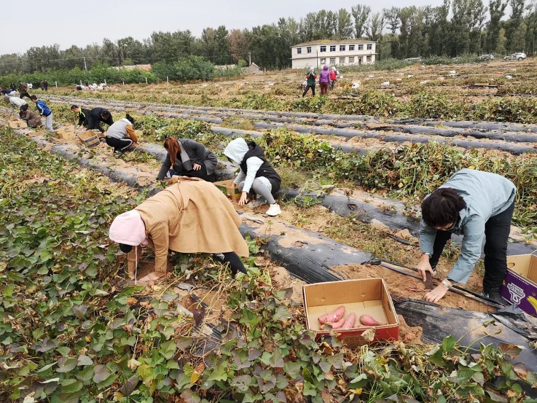 瓦房店地瓜价格,瓦房店地瓜几月份成熟