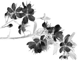 小编的傻媳妇买了菠萝,非要说是凤梨!还要给我科普……