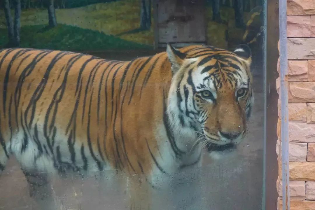 熊出没熊大熊二旅游,熊出没之熊大熊二乐园