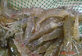 请问虾是发物吗,海水虾与淡水虾都属于发物吗