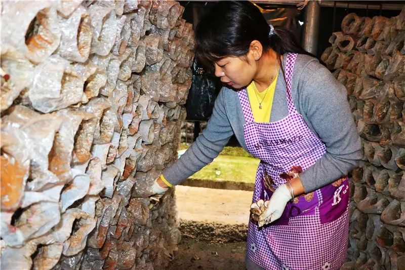 亚鱼瓮袍的“脱贫伞”